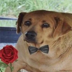 whom, what? lamb. for who, for what? for me (vegan version)