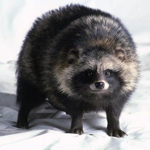 LOUIE TANUKI ᶠⁱˡˡⁱⁱⁿᵍ ⁱⁿ ᶠᵒʳ LOUIE OTTER @ NONSTOPWORLD 2 (JULY 18, 2020)