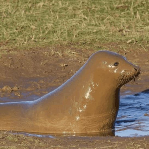 Goopy Slop