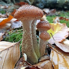 Armillaria Ostoyae