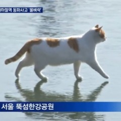 꽁꽁 얼어붙은 고양이 위로 한강이 걸어다닙니다