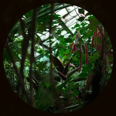 tree house [live]
