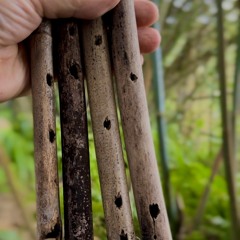 Sweet Pentatonic Nature Flute