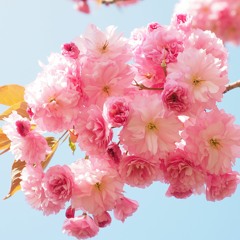 Digital Sakura