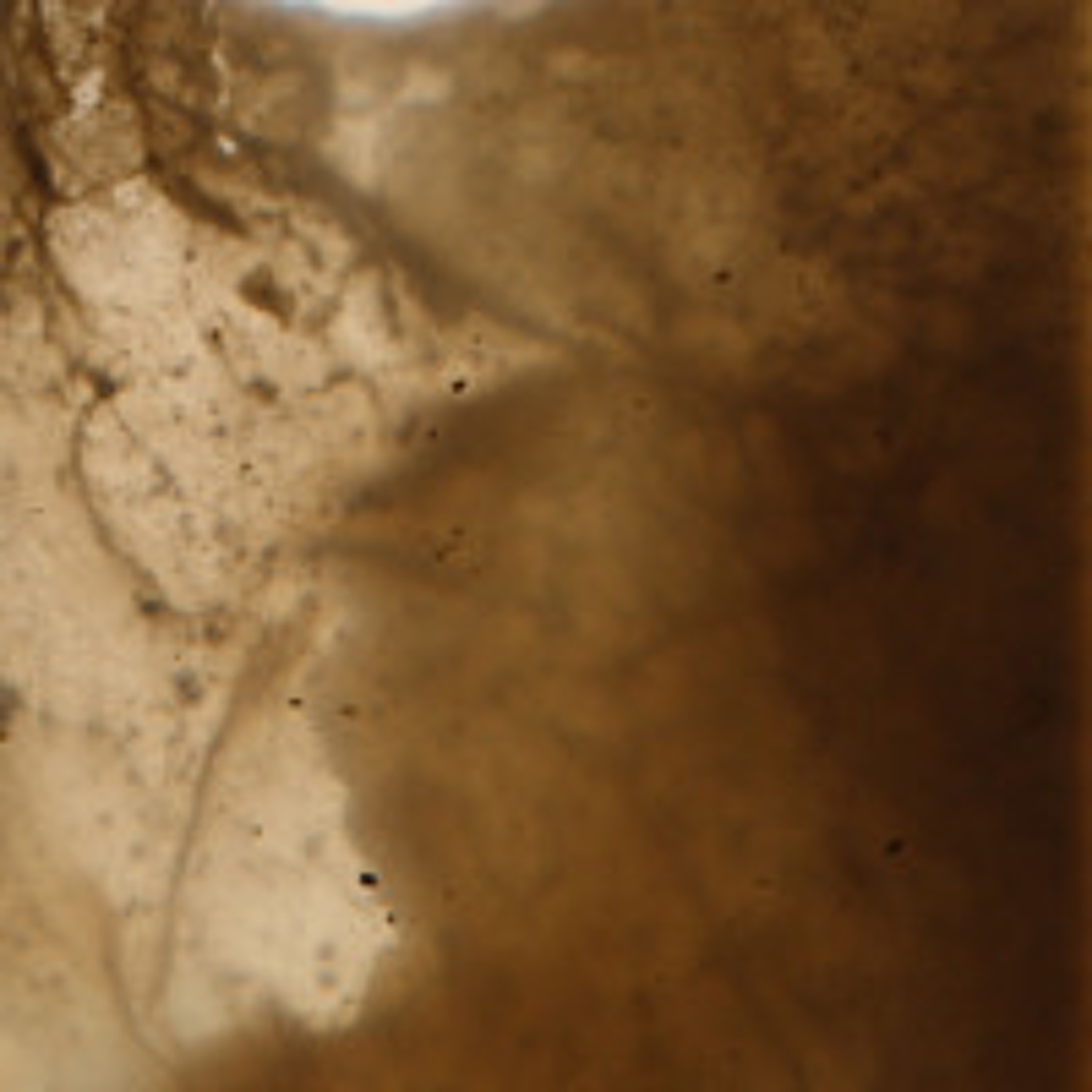 Kombucha - Bakterienzusammenkunft (19.03.25) episode artwork
