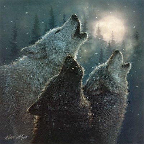 My Image 51