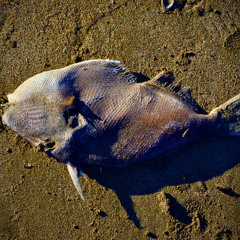 estoy sangrando por dentro