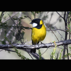2025.09.13 Golden Whistler. Ngarkat Dawn. Early Spring.