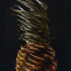 Jovian Jet Stream in quarantaine