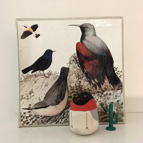 birdsong for the locked up & the lonely