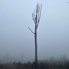 Ambient ~ von Nebelschwaden und Dimensionstoren (in eternal loops of change)