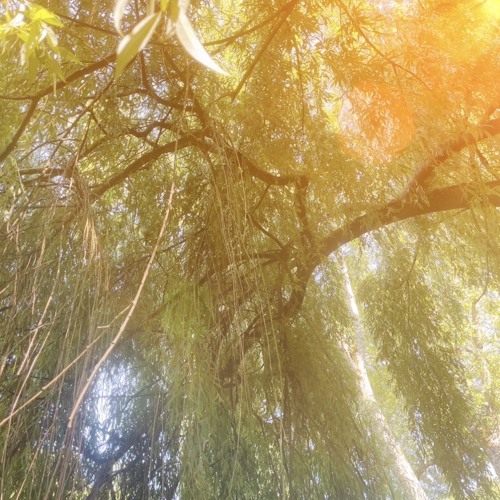 Capsule Sonore 03 : Pure Alchemy