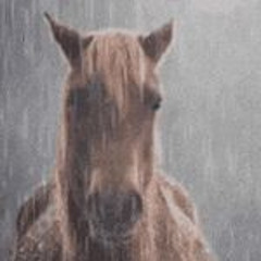 LoserGirlfriend - Year Of The Horse (Cover)