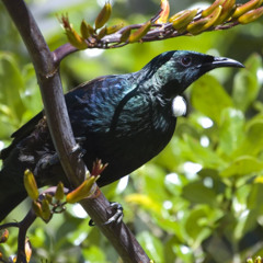 Tui Duet master