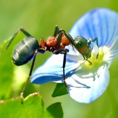 Karma Ant