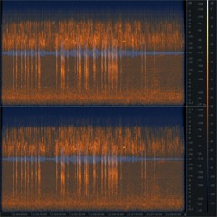 20210513 210223 CH Sihlwald Albishornweiher Birds And Roe Deers (Excerpt)