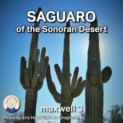 Saguaro of the Sonoran Desert