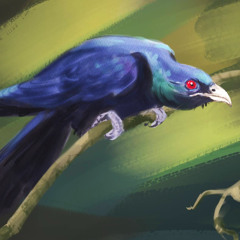 Cuckoo