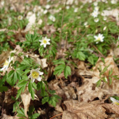 The essence of Spring