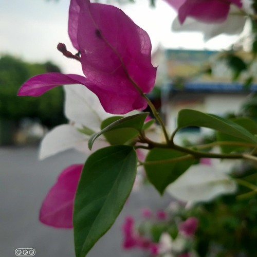 Mùa của những kỷ niệm | Chicolus