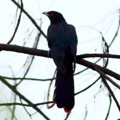 cuckoo bird singing sound