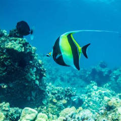 Best Oahu Circle Island Snorkel Tour Prices Reviews