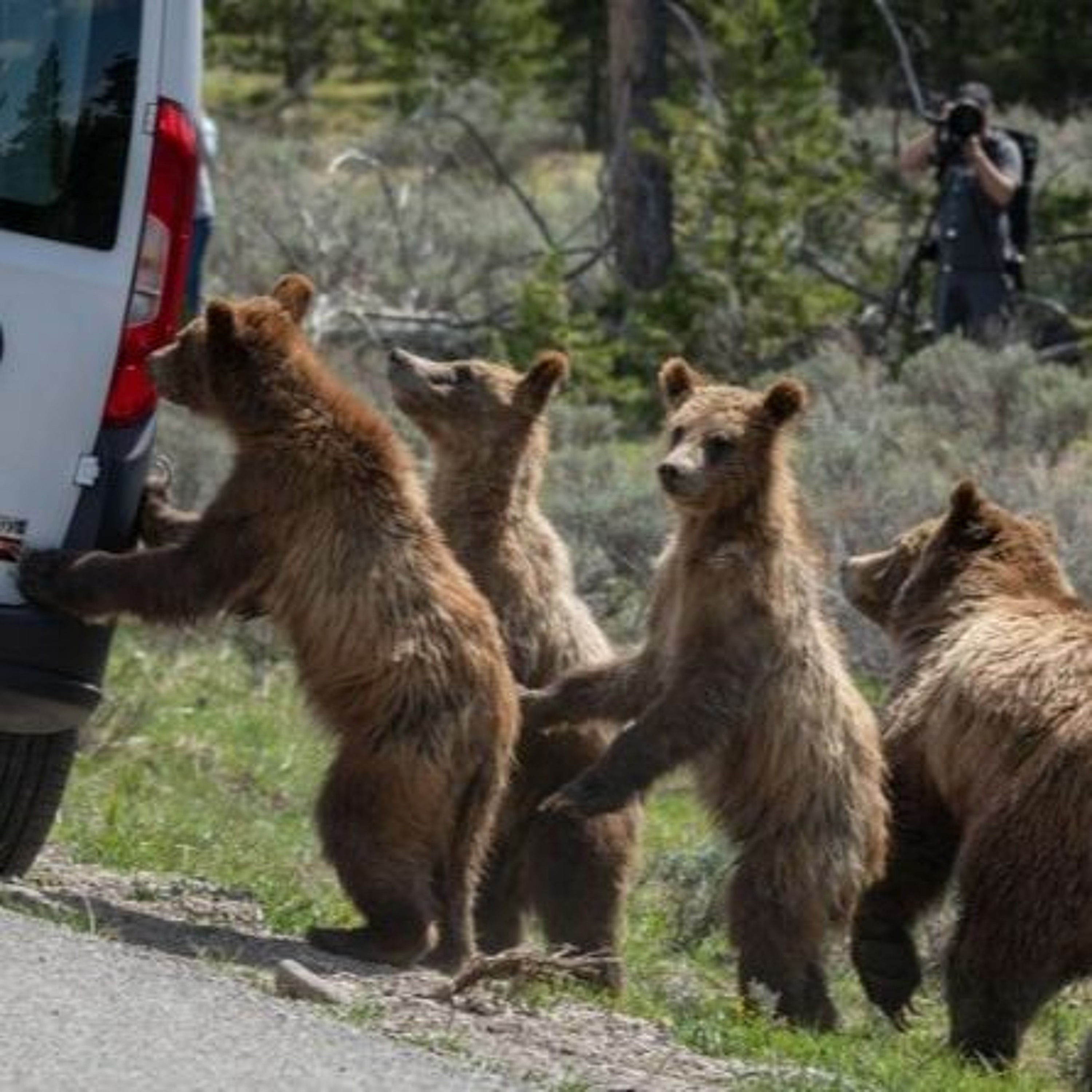 BONUS: Grizzly 863 Subject to 'Aggressive' Hazing Due to Habituated Roadside Behavior episode artwork