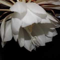 Lament (For Those Who Are Lost)