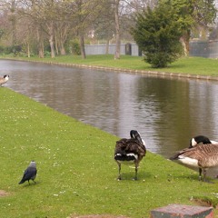 Tranquil Walk of Peace
