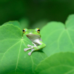 DigitalPerformer_2025_10_06_02_Sound_Voice_2