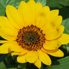 With Flower