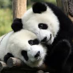 pandas