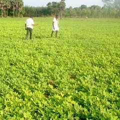 AP-AGRI-Groundnut