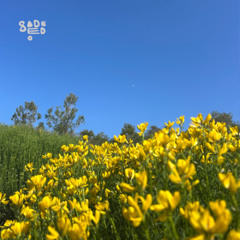Open Sesame 062 - Sadeedo