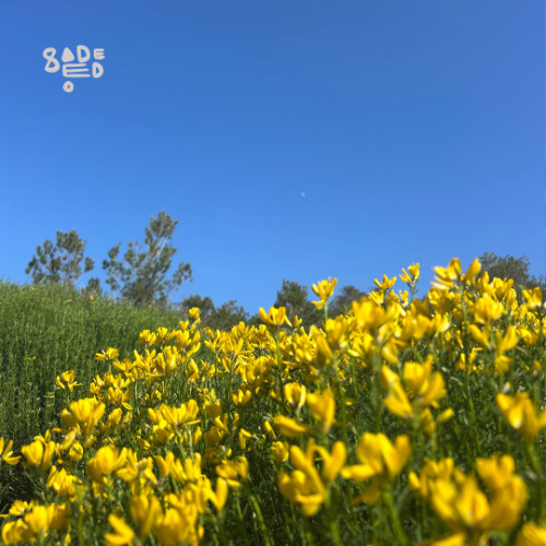 Open Sesame 062 - Sadeedo