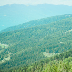 Schmetterlingsfrequenz