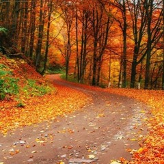 DBBD & Miss Bashful - Muschi Muschi