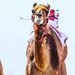 ‎⁨الهجن النجايب - عيسى الكبيسي⁩