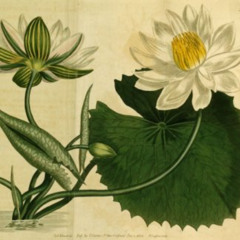 Nelumbo