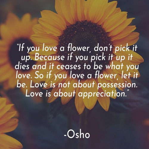 Fabrice David - Mushi No