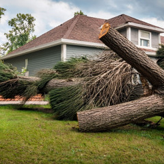 Best Practices for Replanting After Tree Removal: Expert Tips from Certified Arborists