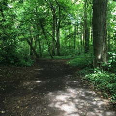 Castletown Forest, Kildare, Ireland