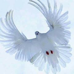 DOVE!