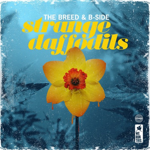 strange daffodils w/ the breed
