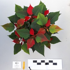 LES BIOSTIMULANTS - Episode 2  "Résultats d'essais sur poinsettias"