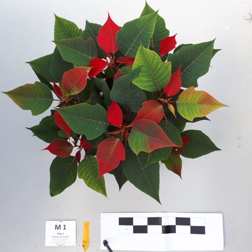 LES BIOSTIMULANTS - Episode 2  "Résultats d'essais sur poinsettias"