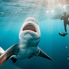 REBORN (Afrohouse Mix 2025)