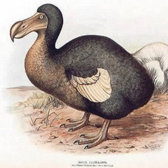 Dodo (Shit/Crap)
