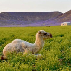‎⁨الجمر والشوك - صالح ال مانعه . . ♪