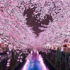 Japanese Cherry Blossom